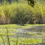 2024-10 - Népal - J11 - Parc National de Chitwan - 019